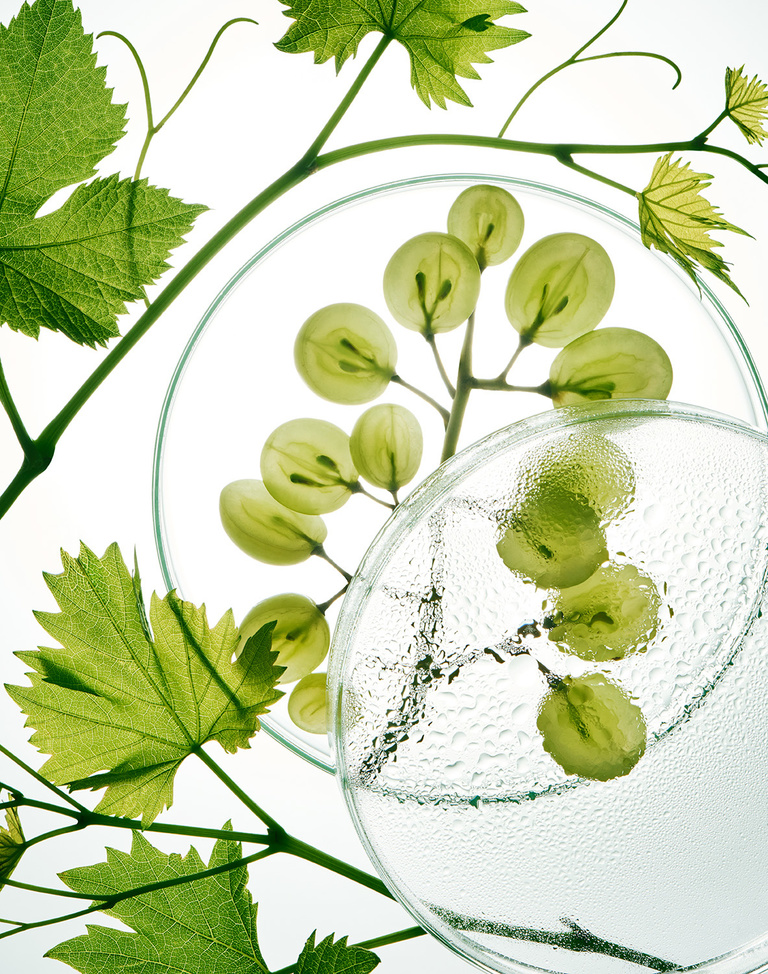 Complice -  FS_GRAPES_GREEN.jpg