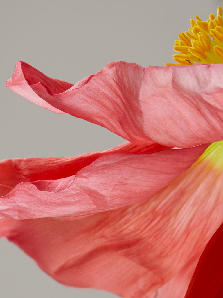 Complice -  2024-03-13-11-34-29-(B,Radius8,Smoothing4)-2-copyWEB.jpg